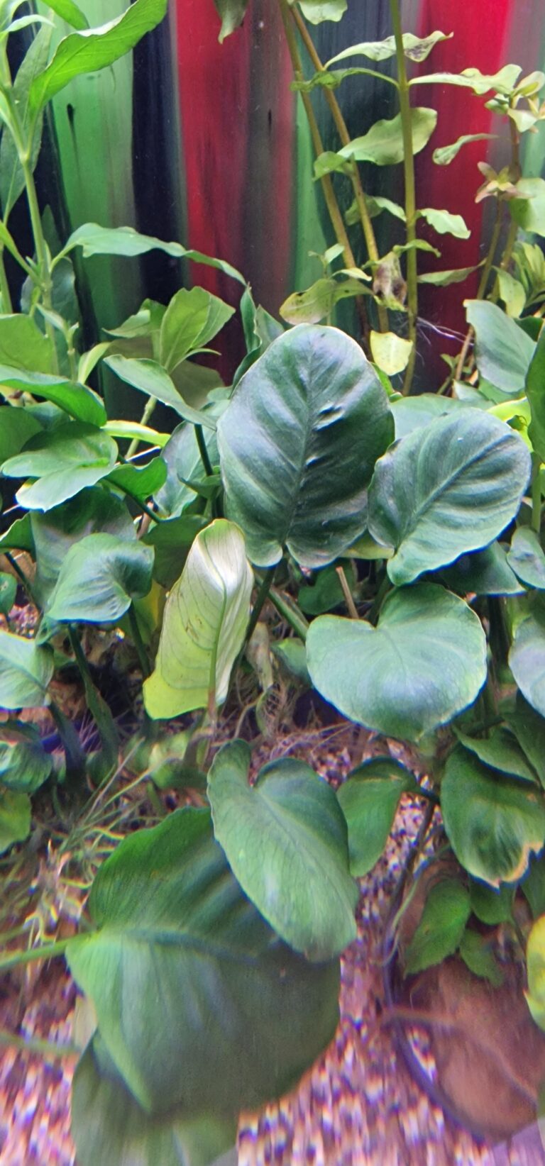 anubias barteri