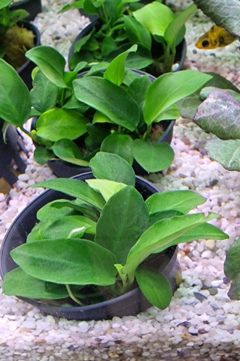 anubias bonzai