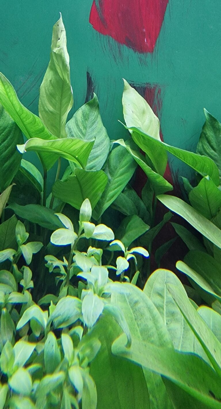 anubias heterophylla