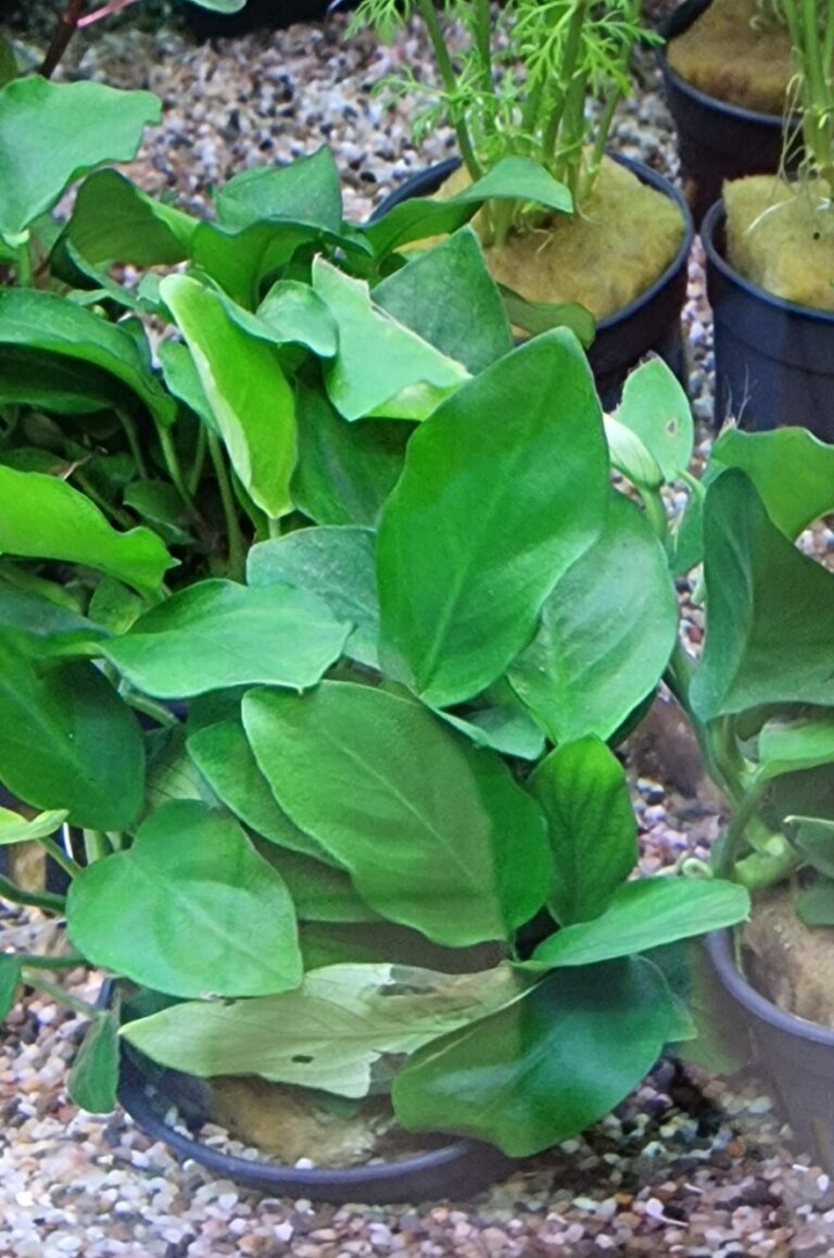 anubias nana