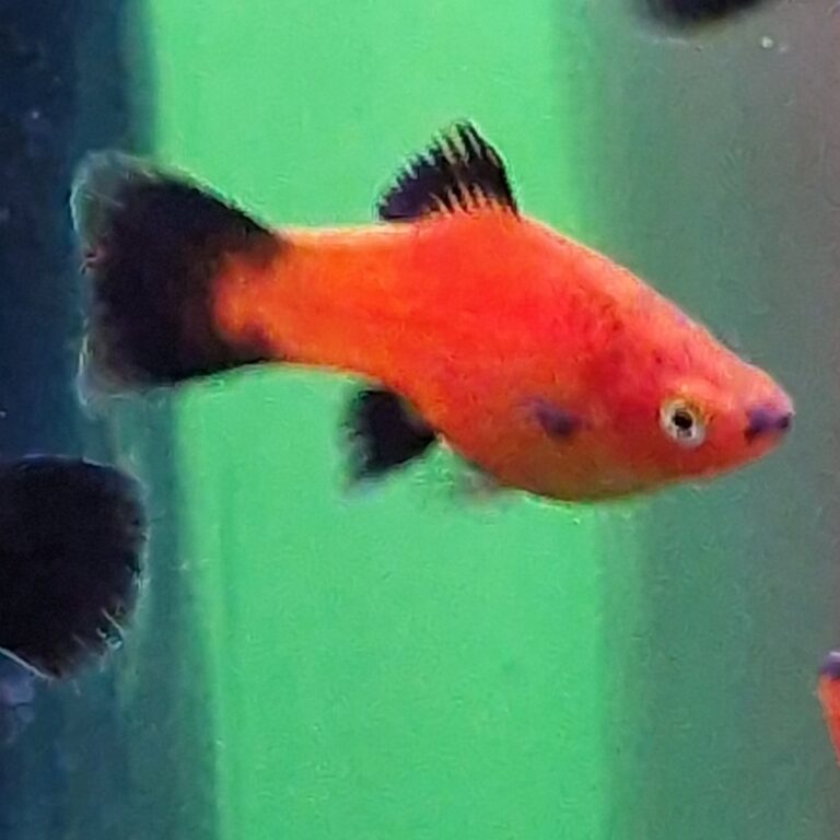 platy3